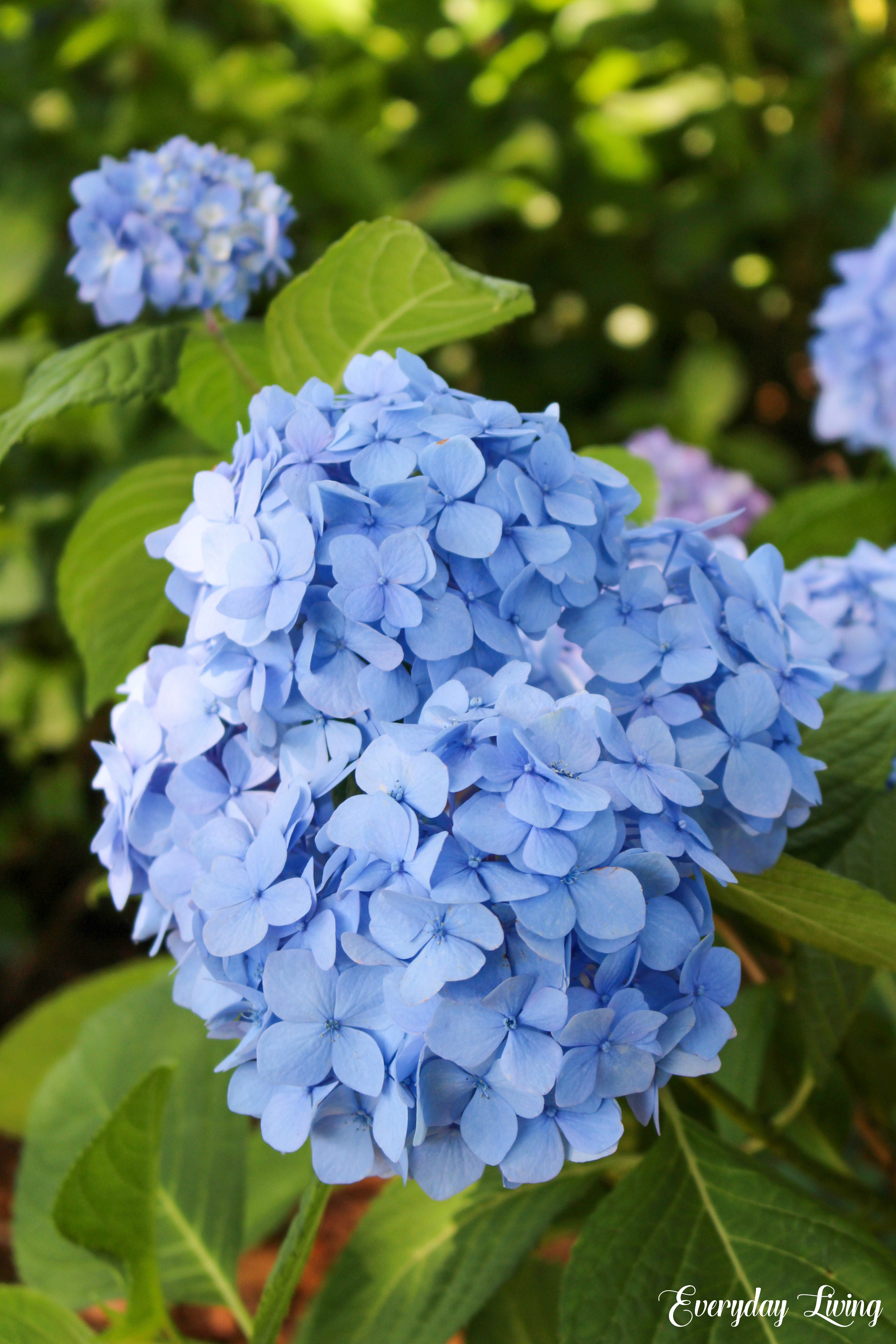 A Morning On The Hydrangea Farm