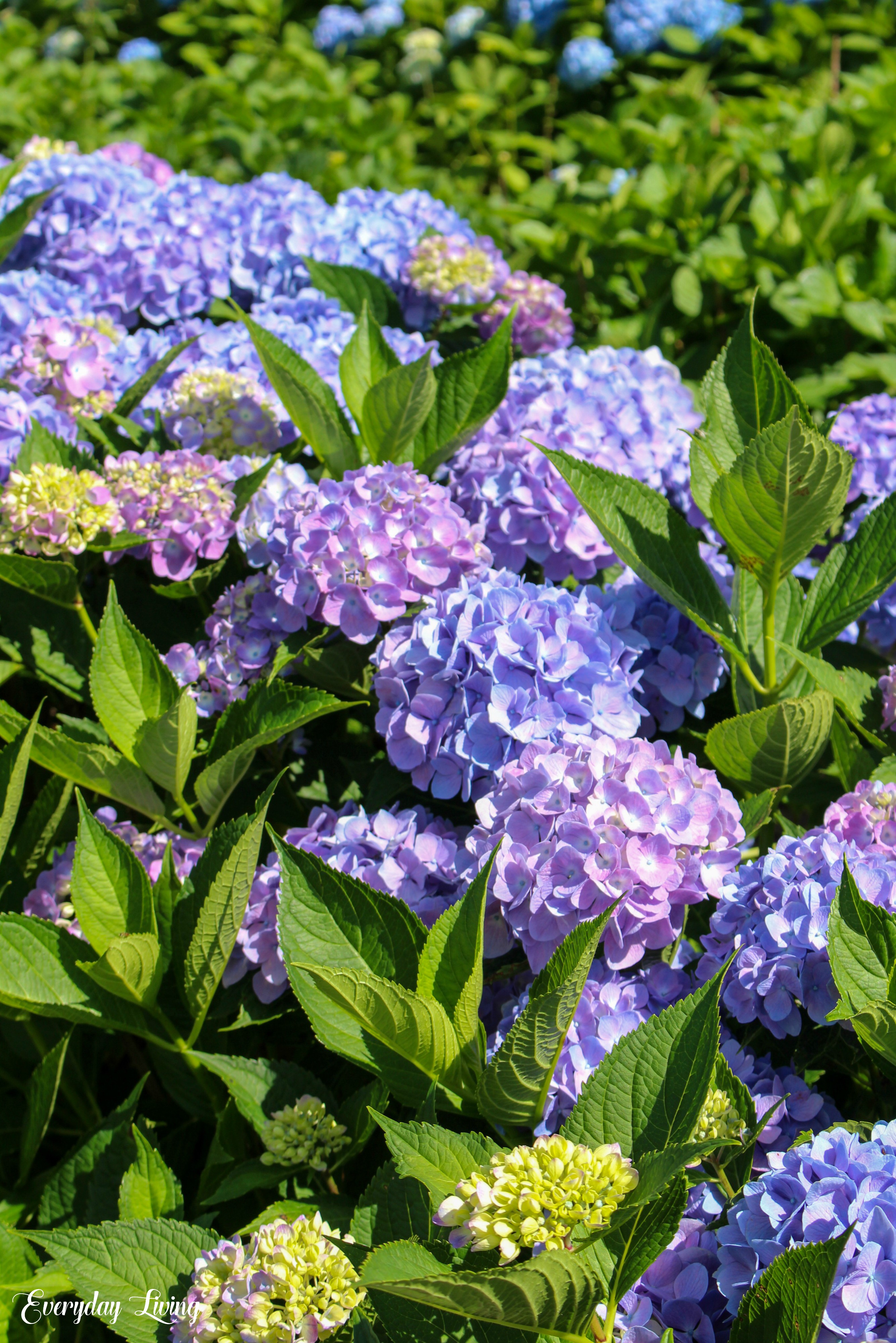 A Morning On The Hydrangea Farm