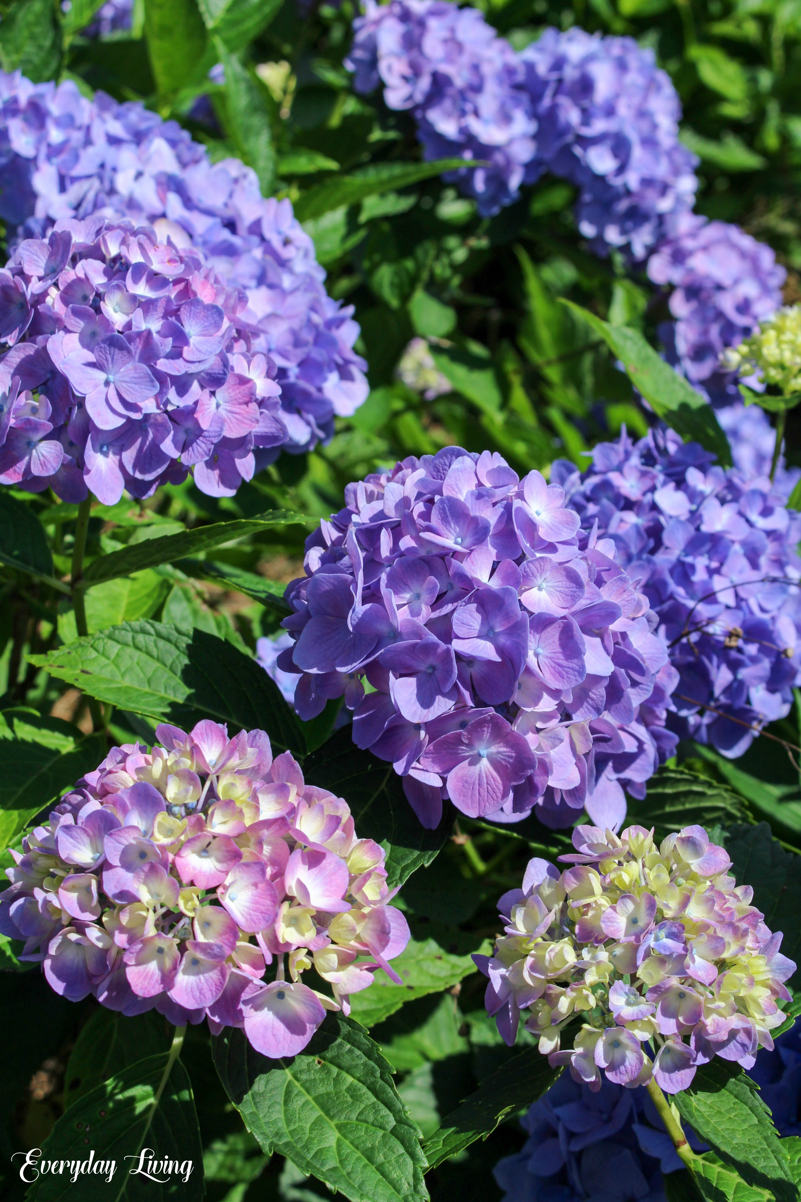 A Morning On The Hydrangea Farm